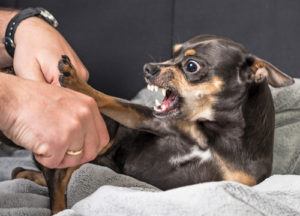 dog-bite-injury-protection