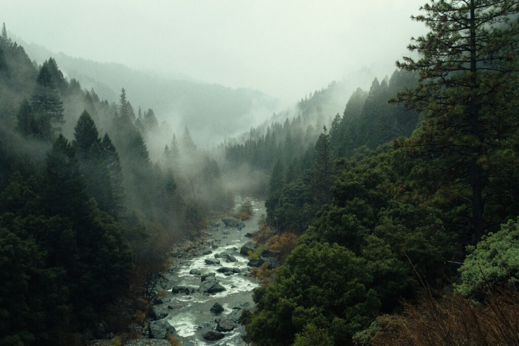 forest and river