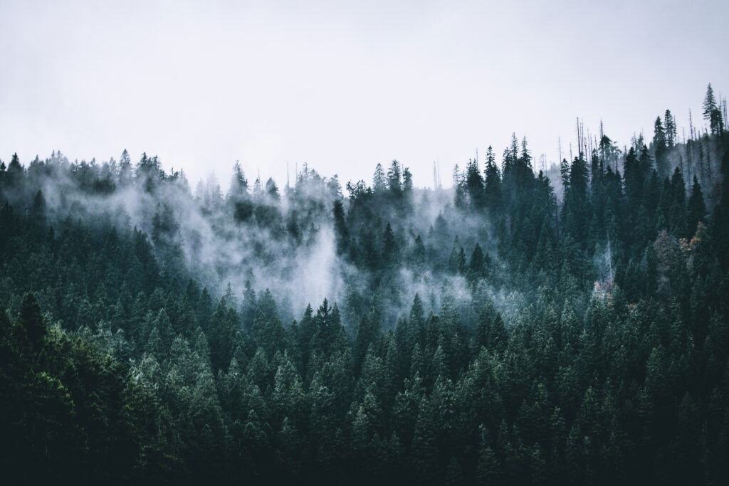forest