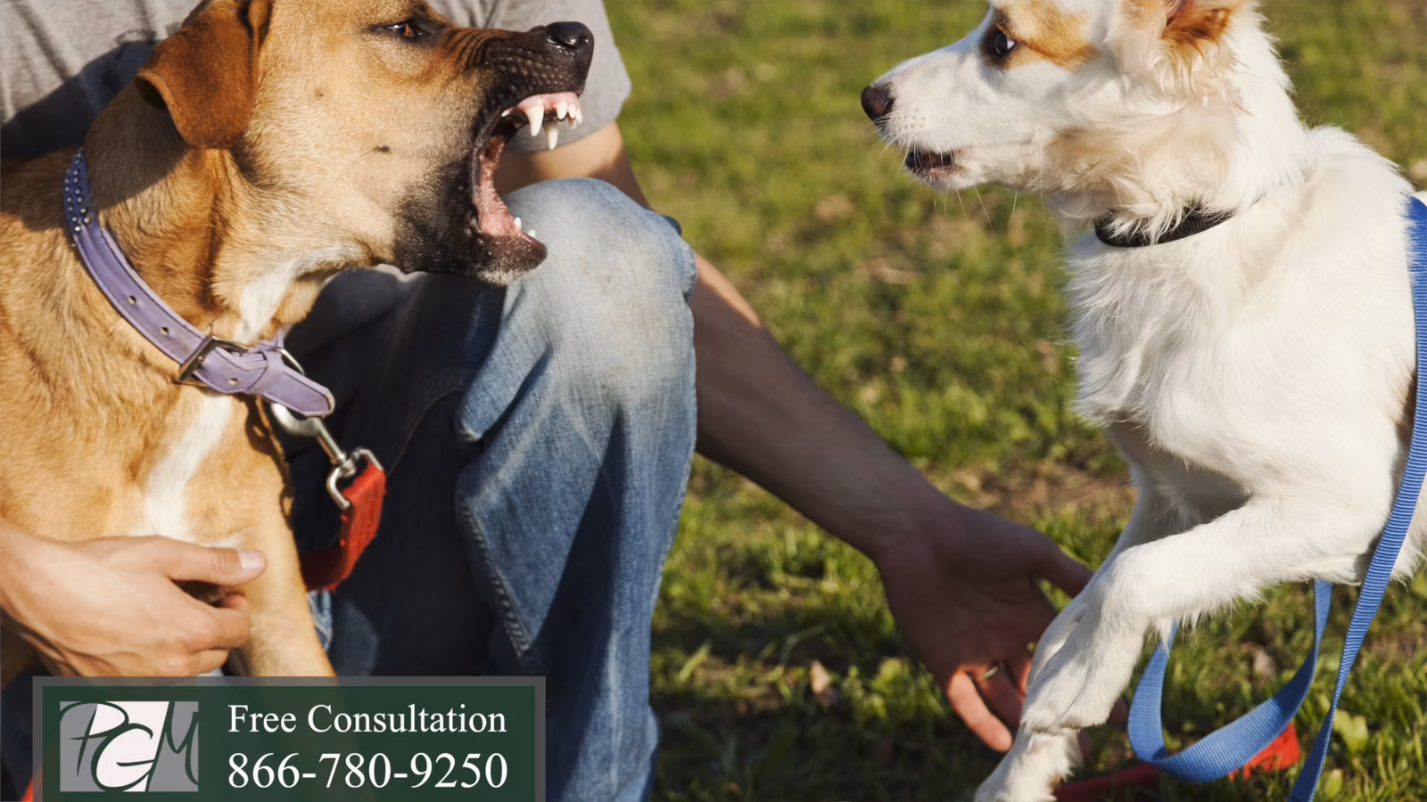 Dog Bites