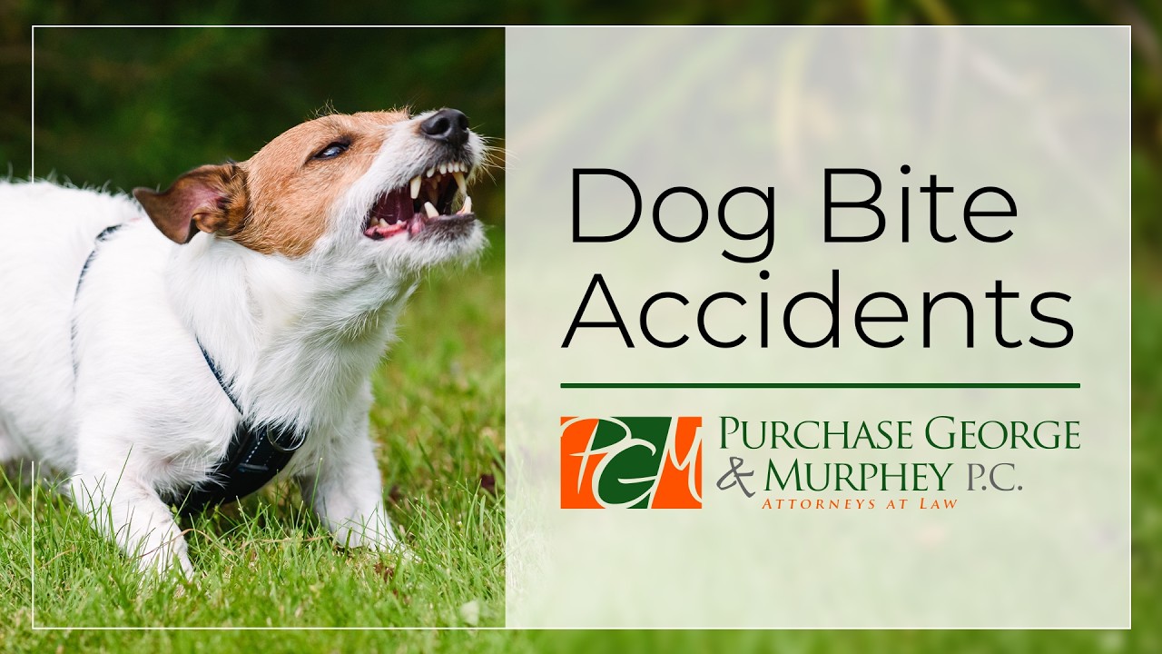 What Should I Do After a Dog Bite or Dog Attack?