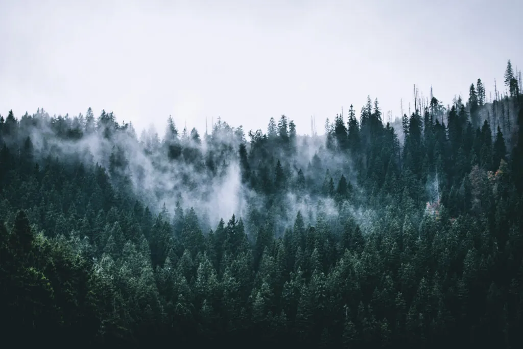 forest